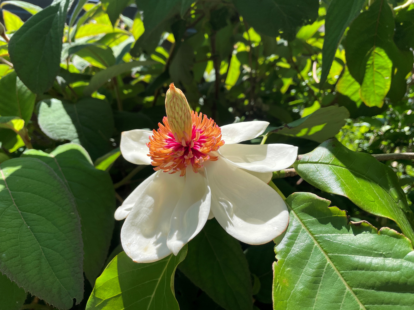 Magnolia x wieseneri