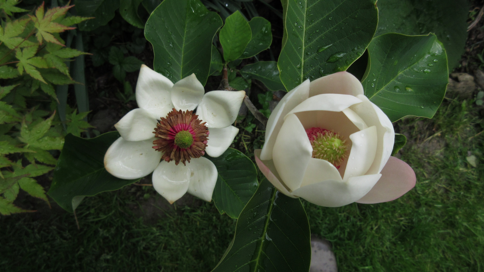 Magnolia xwieseneri 'Hillier Clone'