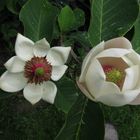 Magnolia xwieseneri 'Hillier Clone'