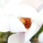 magnolia zwo