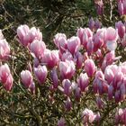 magnolia_004