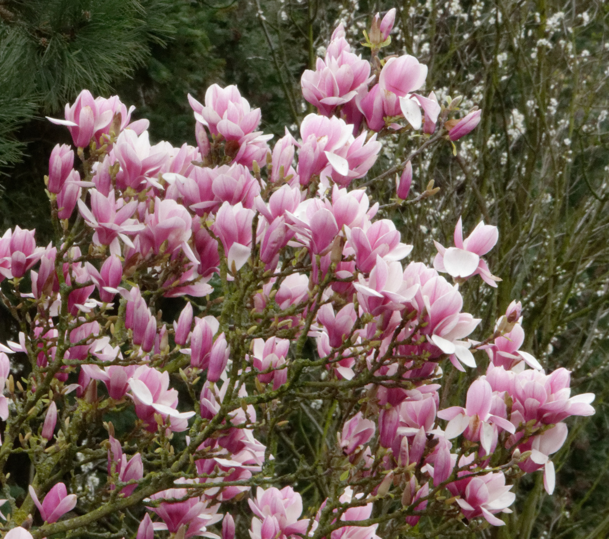 magnolia_006