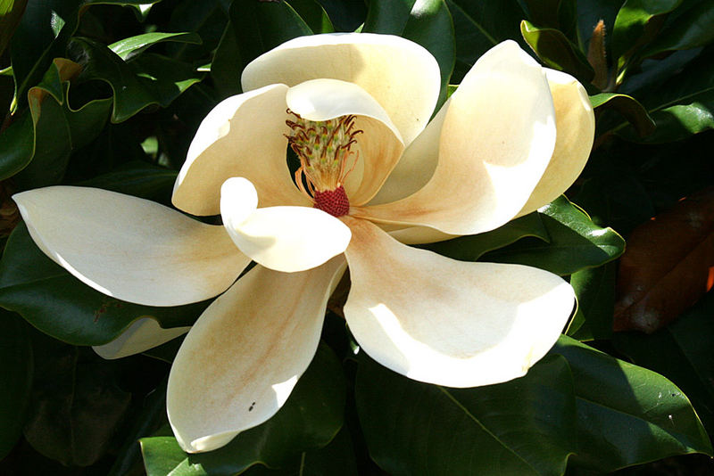 MAGNOLIABLÜTE-GARDASEE