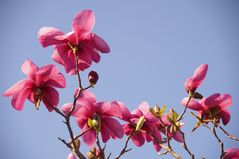 Magnoliaceae