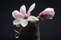 Magnoliaceae