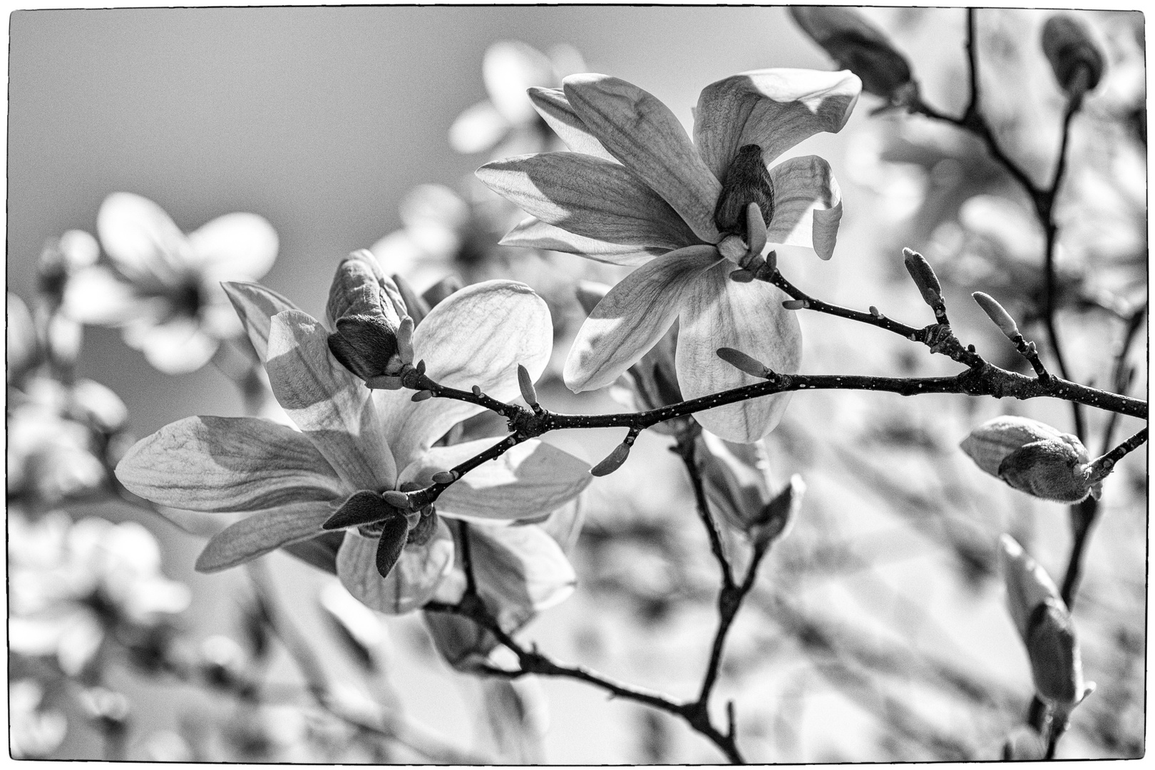 Magnolia_May 2020_b-w