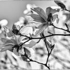 Magnolia_May 2020_b-w