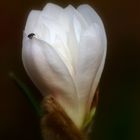 Magnolian Bug