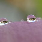 Magnolian Eyes (frog-eyes)