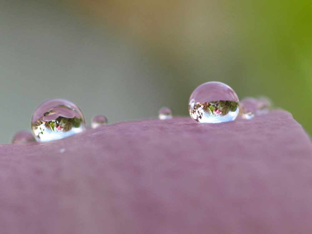 Magnolian Eyes (frog-eyes)