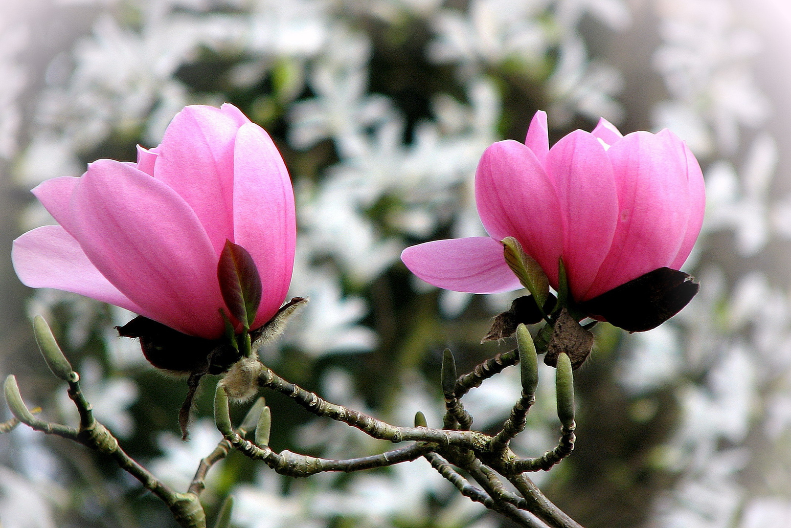 Magnolias (1)