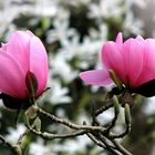 Magnolias (1)