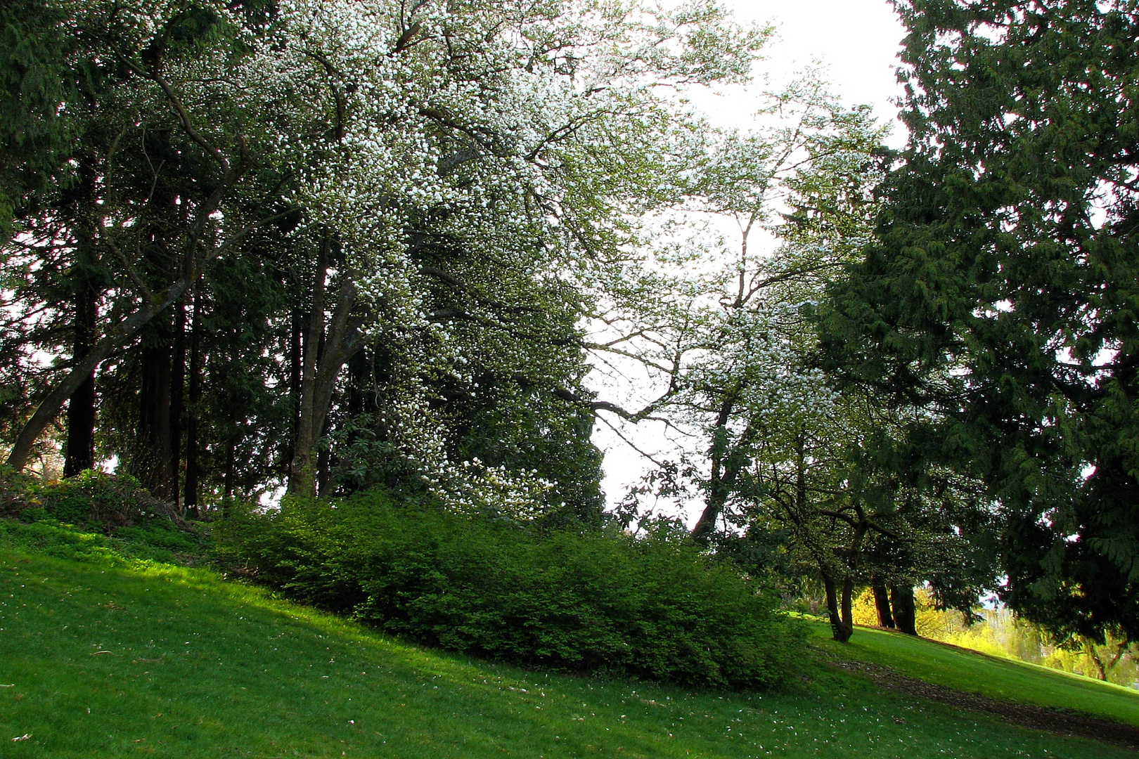 Magnolias (2)