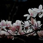 Magnolias