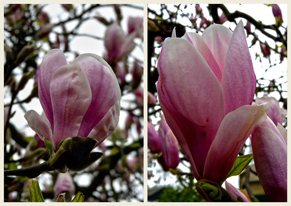 MAGNOLIAS