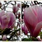 MAGNOLIAS