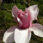 Magnolias