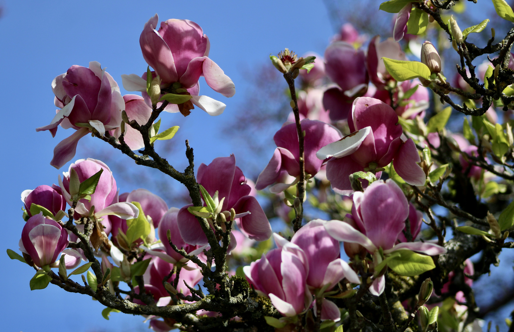 ... Magnolias !!!..