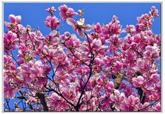 magnolias à gogo ...