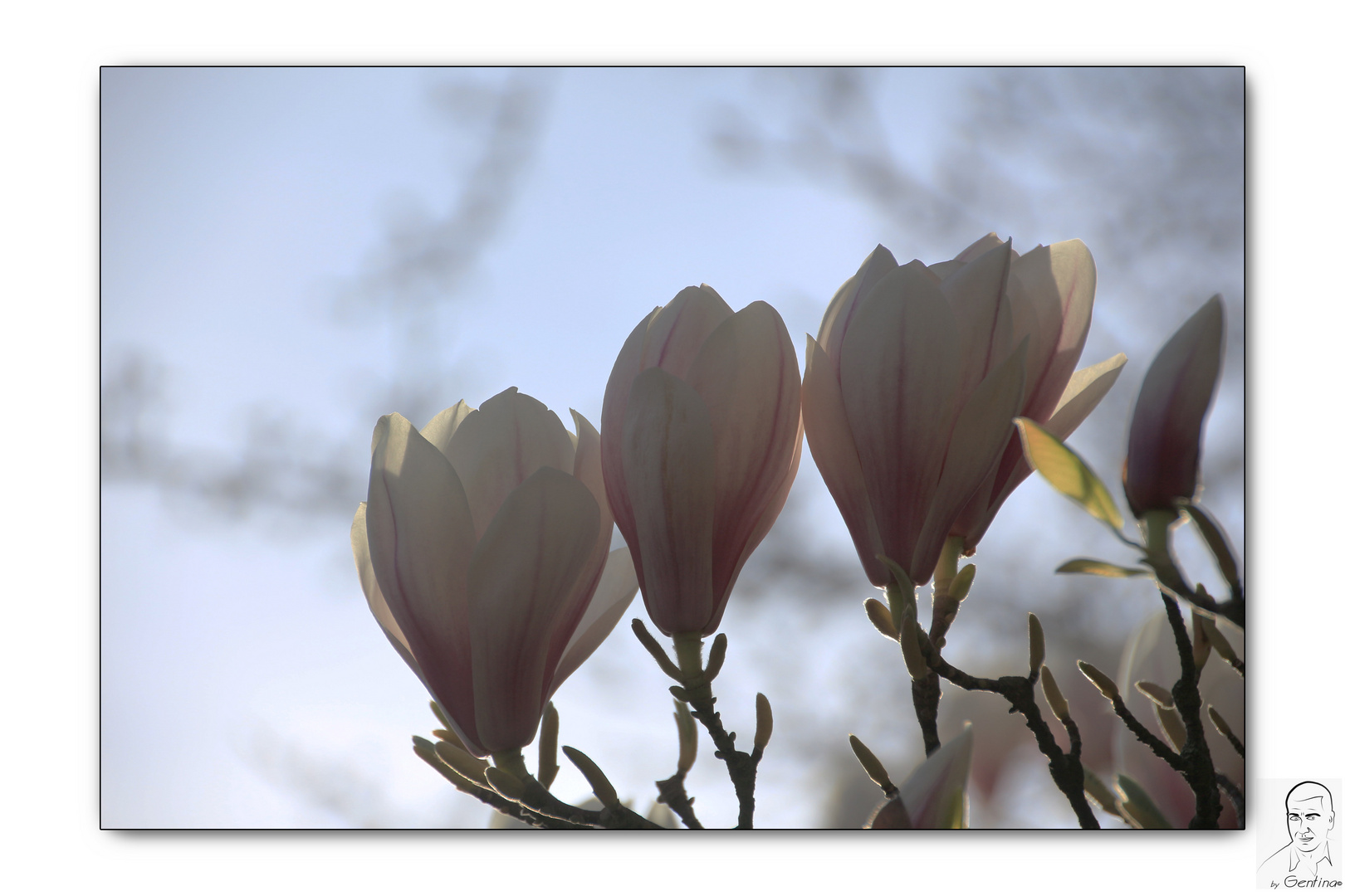 Magnolias al atardeceder IV