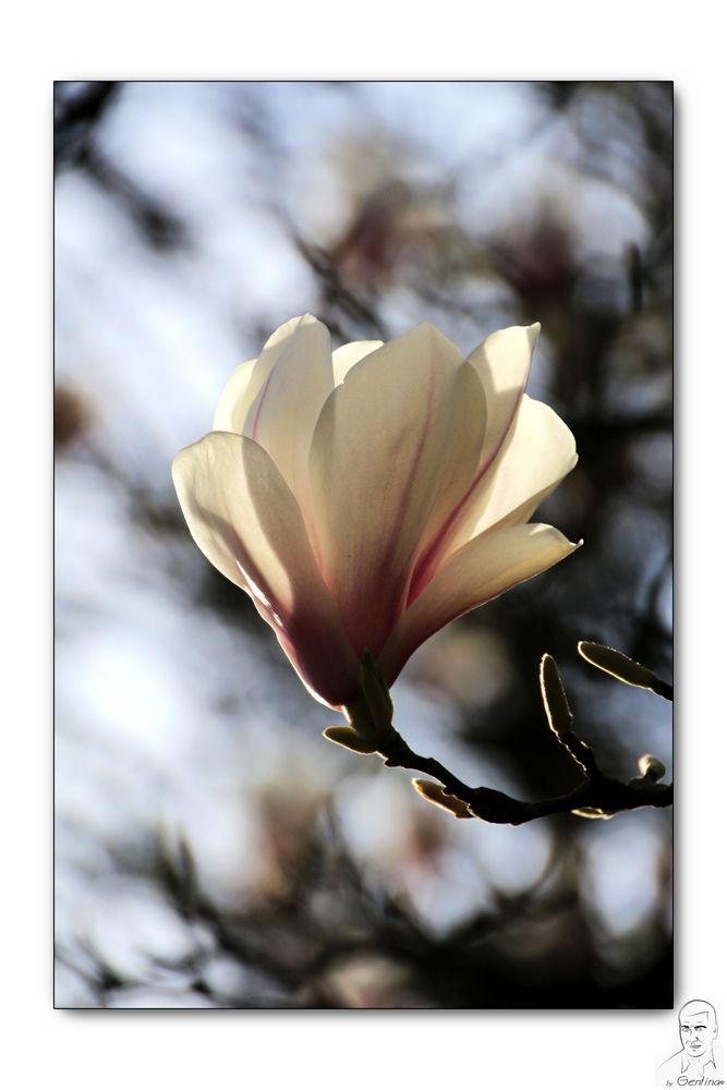 Magnolias al atardecer II