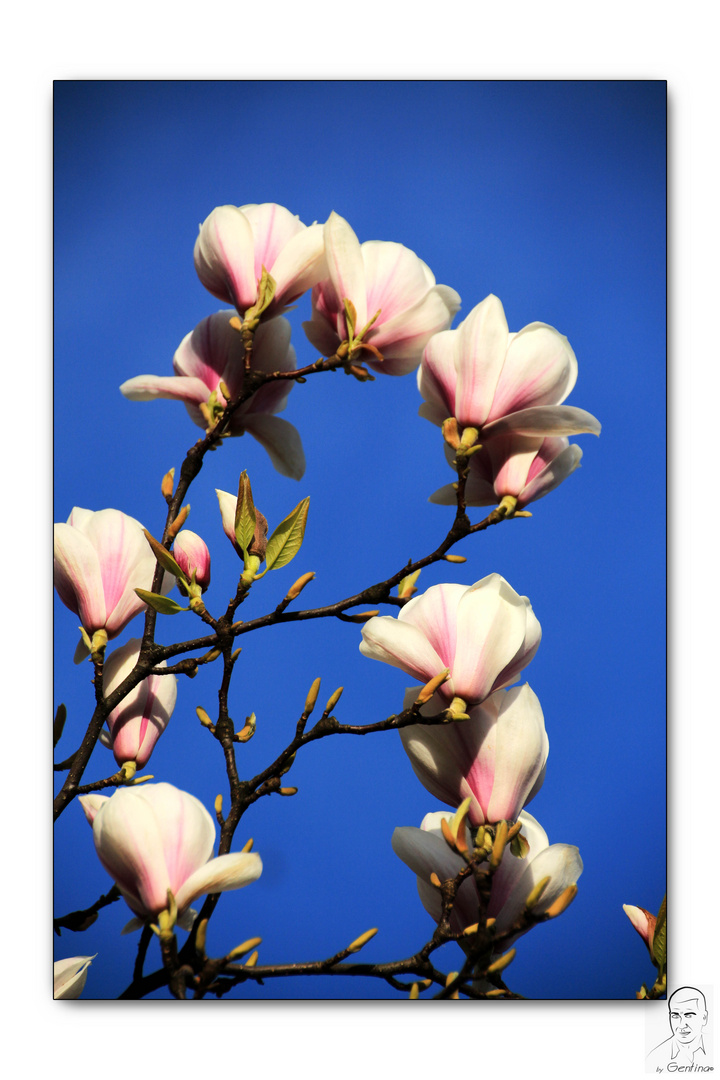 Magnolias al Atardecer V