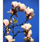 Magnolias al Atardecer V