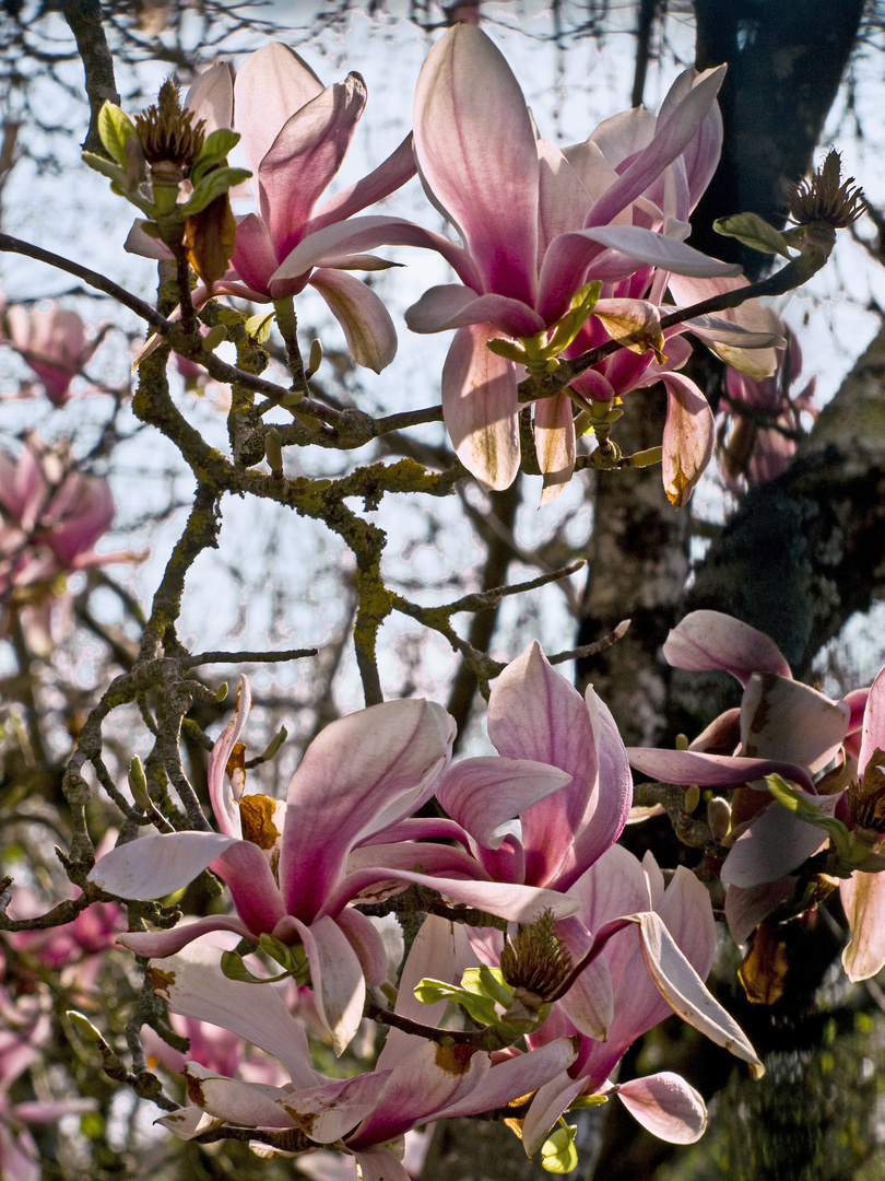 Magnolias 