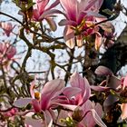 Magnolias 