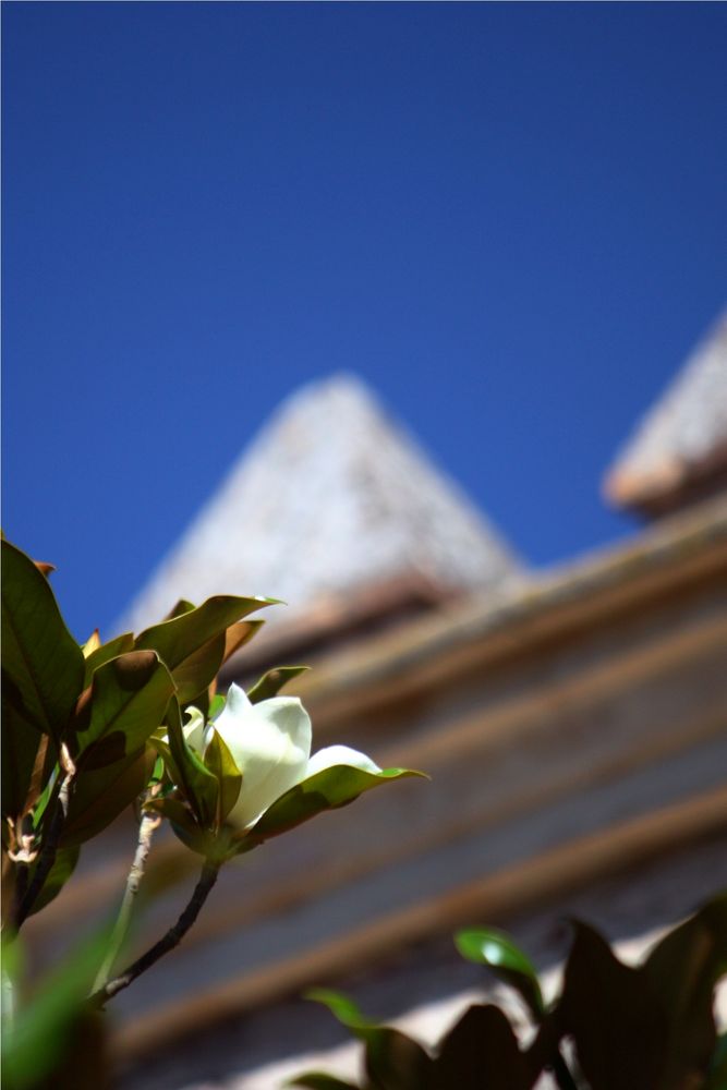 magnolias en el alcazar