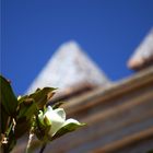 magnolias en el alcazar