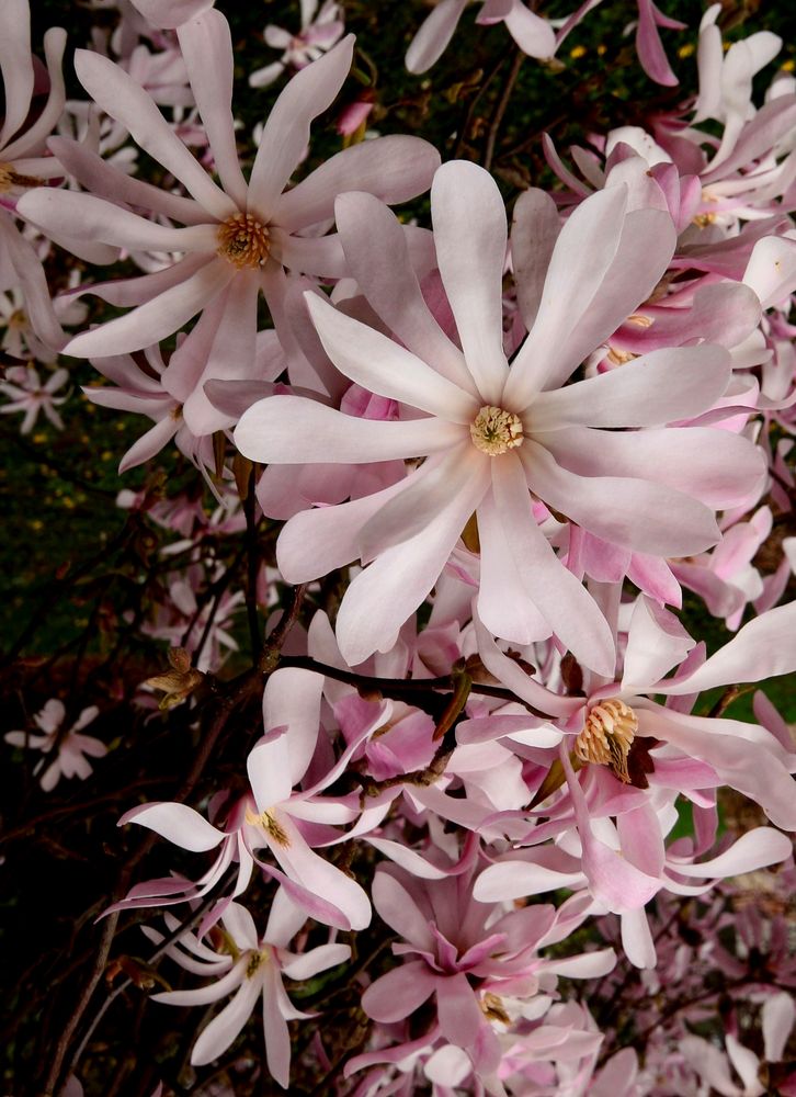 Magnolias Etoilés