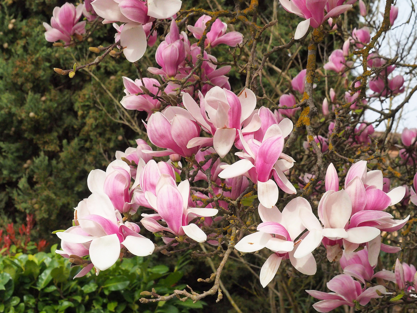 Magnolias for ever