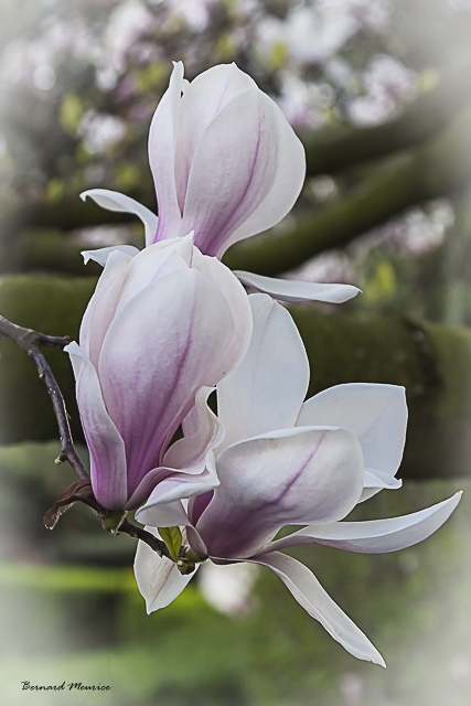 Magnolias for ever...