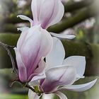 Magnolias for ever...