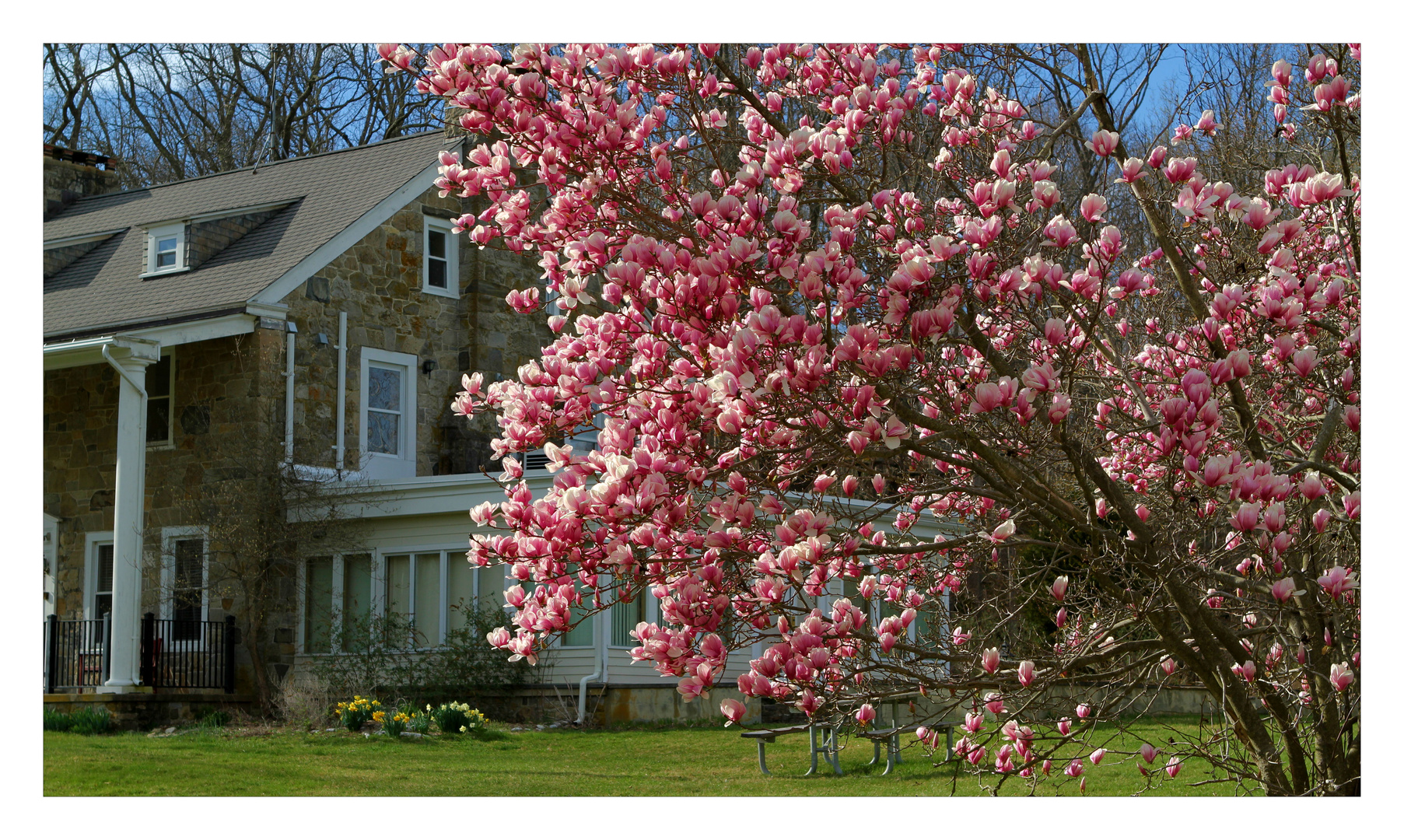 Magnolias in full bloom