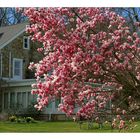 Magnolias in full bloom