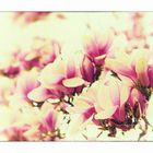 Magnolias_01