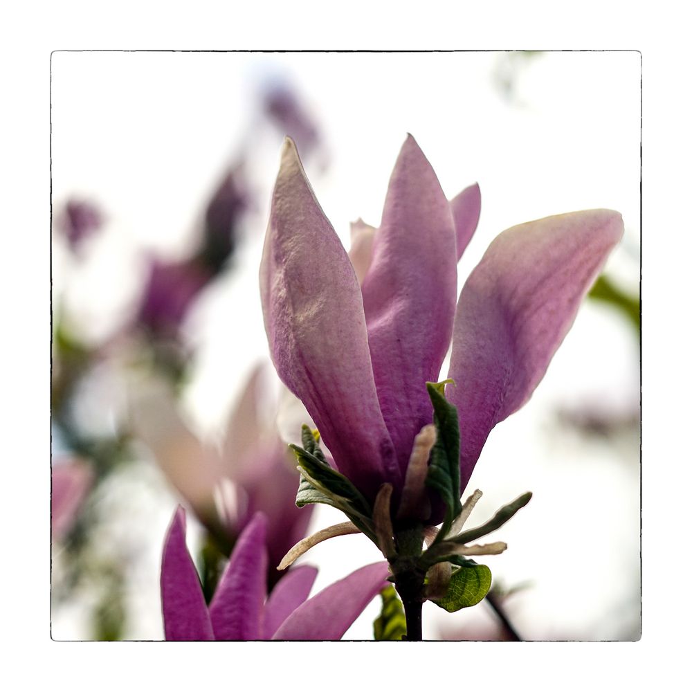 Magnolias_05