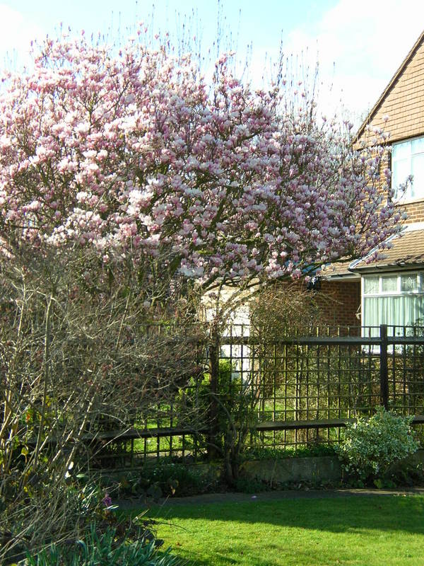 MagnoliaTree England?