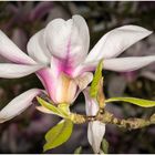 Magnolie