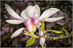 Magnolie