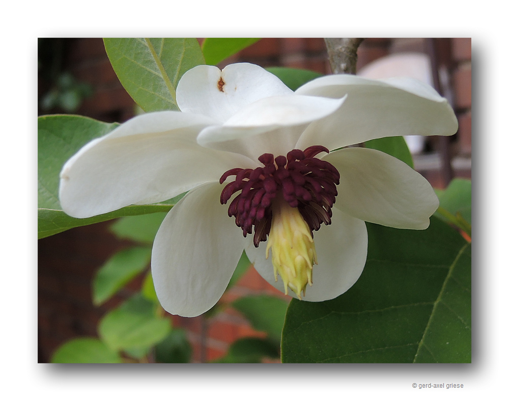 Magnolie # 0562