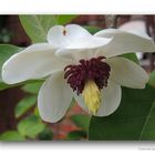 Magnolie # 0562