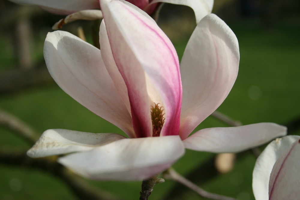 magnolie