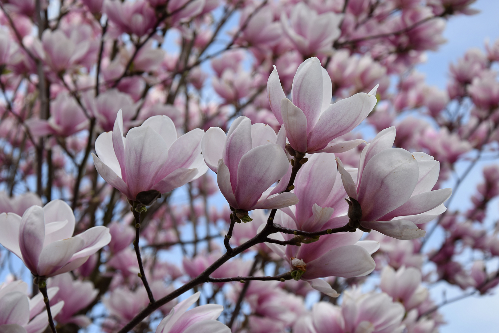 Magnolie 1 Foto & Bild | pflanzen, pilze & flechten, natur, magnolie ...