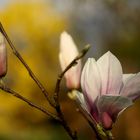 Magnolie / 1. Blüte seit drei Jahren