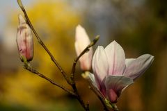 Magnolie / 1. Blüte seit drei Jahren