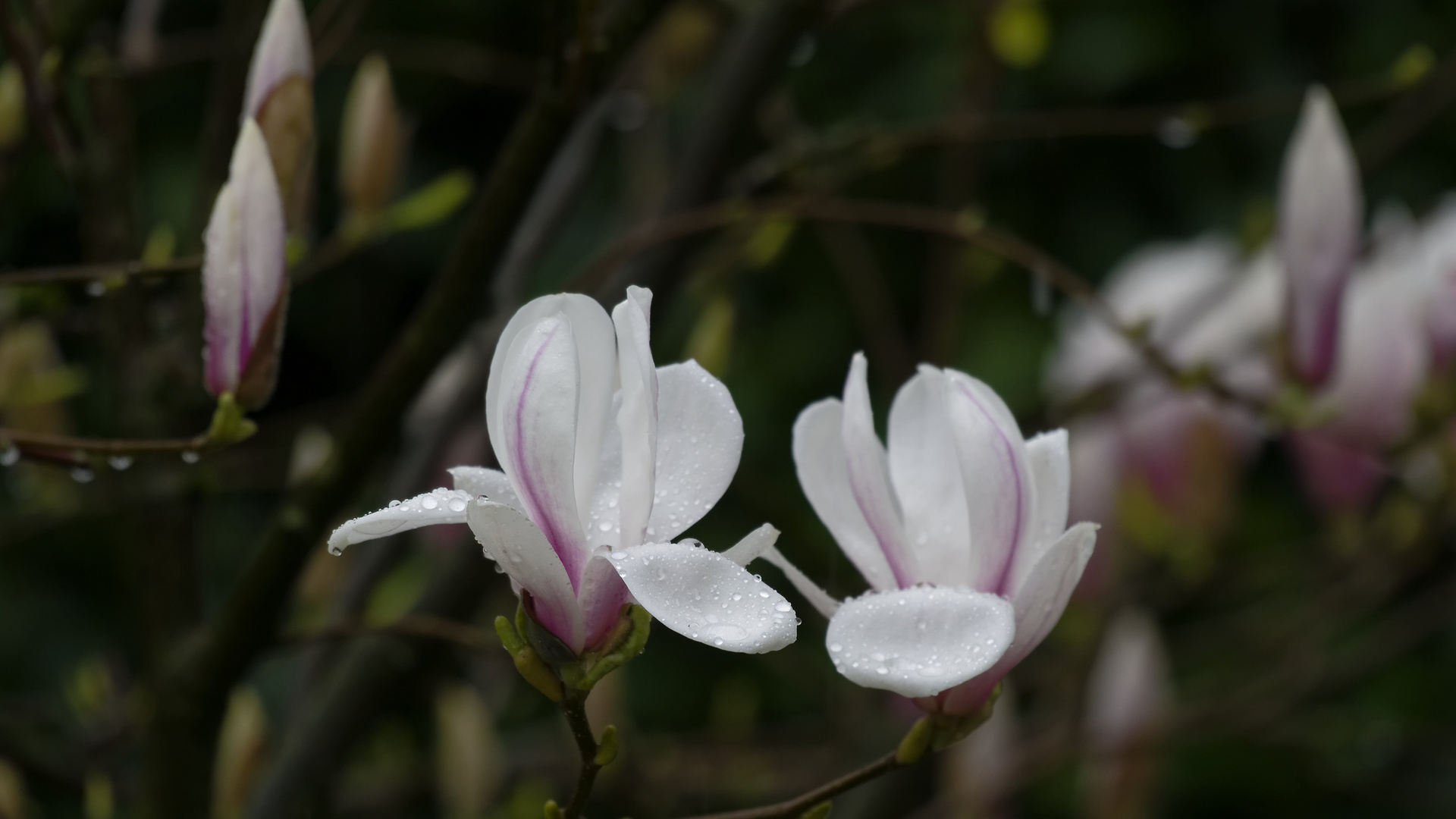  Magnolie ...