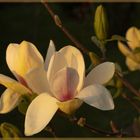 Magnolie